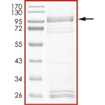EGFR (T790M L792H C797S L858R), Active